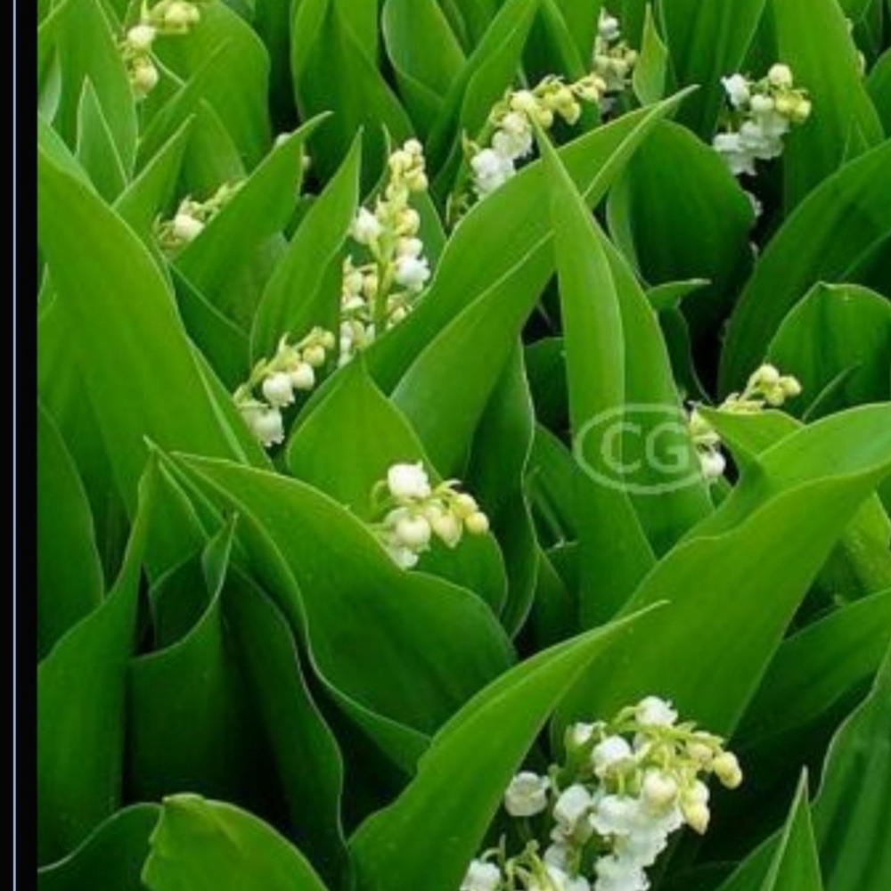 Lily of the Valley Plants 25 plants for $30 - Picture 2 of 2